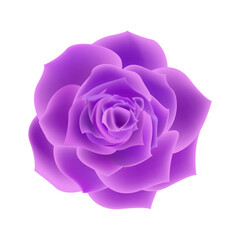 Vector purple rose flowers realistic isolated on white