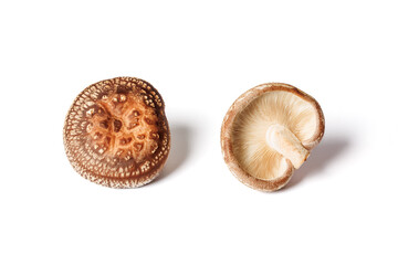 mushrooms on a white background