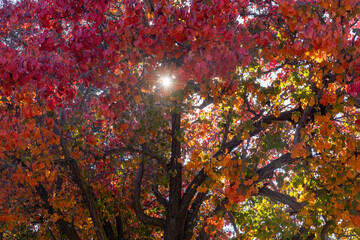 Sun beams through colors of autumn leaves