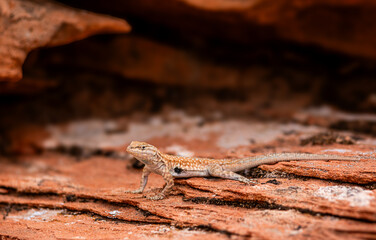 Common side-blotched lizard from Page, Arizona 