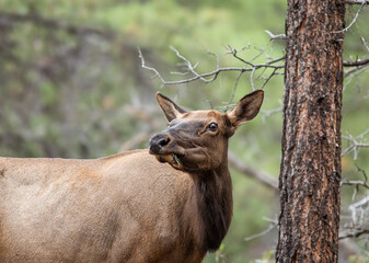 Female elk - Grand Canyon National Park, Arizona 
