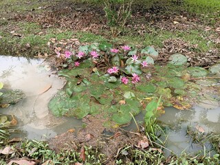Pink water lily or lotus flower blooming in the garden. photo taken in malaysia
