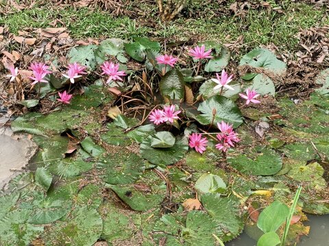 Pink water lily or lotus flower blooming in the garden. photo taken in malaysia

