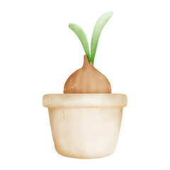 Sprout in the pot