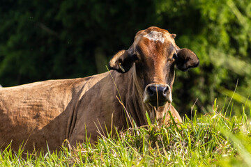 recipient cow used in artificial insemination in a pasture area of a beef cattle farm in Brazil