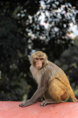 Monkey seen at Swayambhunath, the World Heritage Site declared by UNESCO