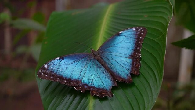 Closeup footage of the Blue morphos Butterfly, and the orange and black in Costa Rica