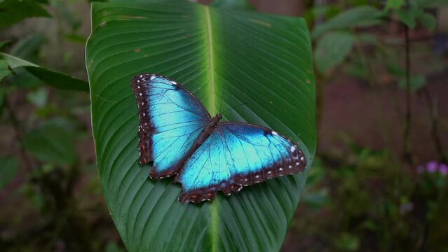 Closeup footage of the Blue morphos Butterfly, and the orange and black in Costa Rica