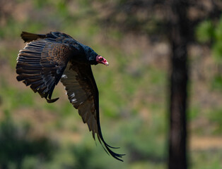 Turkey Vulture in Low Level Flight