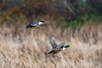 Pair of Domestic Type Mallards Hang Together in a Marsh