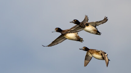 Small Flock of Lesser Scaup in Flight in Afternoon Light