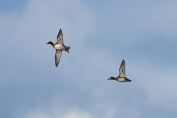 Obraz premium Small Flock of Lesser Scaup in Flight in Afternoon Light