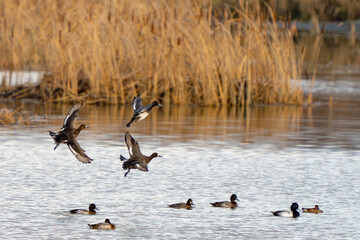 Small Flock of Lesser Scaup in Flight in Afternoon Light