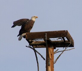 Bald Eagle on High Roost