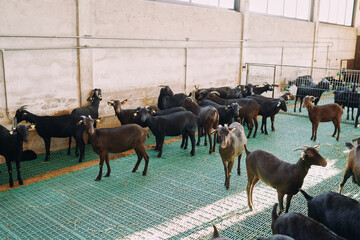 Herd of goats walks around a paddock at a farm - obrazy, fototapety, plakaty