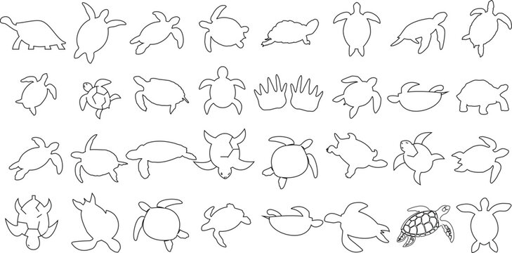 Teaching Turtle Vector