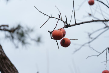 柿の木　柿