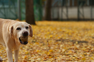 ラブラドールレトリバー 大型犬 ラブラドール labrador