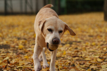 ラブラドールレトリバー 大型犬 ラブラドール labrador