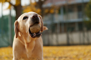 ラブラドールレトリバー 大型犬 ラブラドール labrador