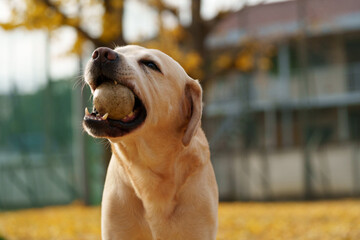ラブラドールレトリバー 大型犬 ラブラドール labrador