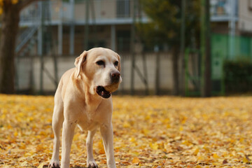 ラブラドールレトリバー 大型犬 ラブラドール labrador
