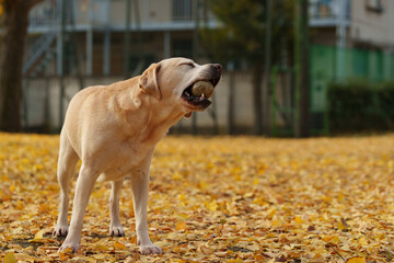 ラブラドールレトリバー 大型犬 ラブラドール labrador