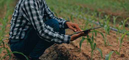 Organic farm ,Worker testing and collect environment data from bok choy organic vegetable at greenhouse farm garden.