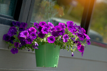 Blue petunias planted in green plastic pots hang as decorations on the balcony. The flowers are funnel-shaped and come in many colors and are brightly colored.