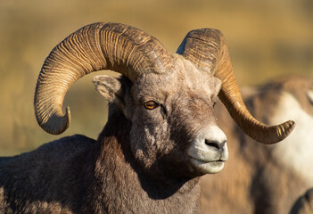 Big Horn Ram's during the RUT