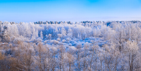 Frosty winter forest. Branches in hoarfrost and snow.
