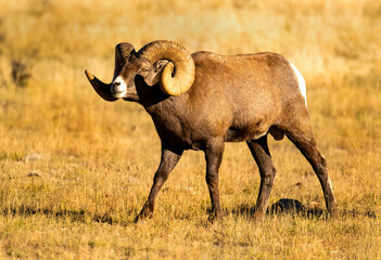 Big Horn Ram's during the Rut