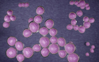 3D illustration of Staphylococcus aureus