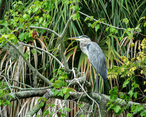 great blue heron