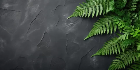 Fotobehang Green fern leaves on black slate stone background. Old fossil imprint of shell on rock stone and green fern leaf. © kimly