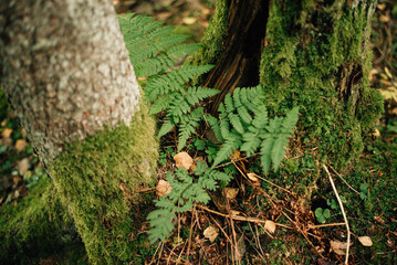 fern leaves in the forest among the trees
