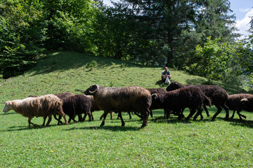 Mysticism and mystery of the Ukrainian Carpathian forest