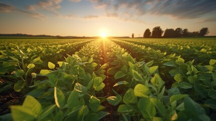 Soybean field at sunset. Young green soybean plants at sunset. - obrazy, fototapety, plakaty