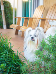 Shih Tzu dog sitting in front of house with garden