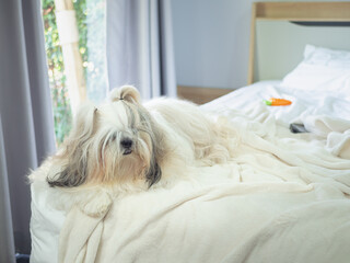 Fluffy long-haired Shih Tzu dog sitting on a messy unmade bed