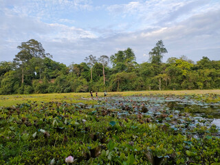 landscape with lotus lake
