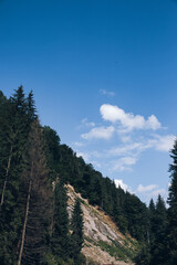 Obraz premium Mysticism and mystery of the Ukrainian Carpathian forest