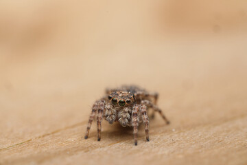 Jumping Spider Portrait