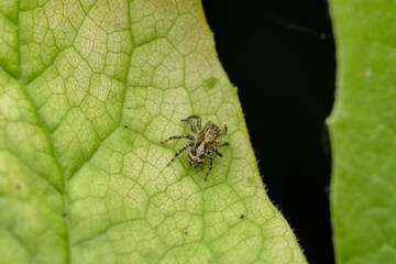 Flea Jumping Spider