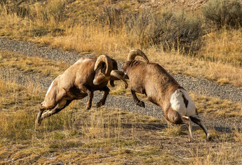 Big Horn Sheep during the Rut