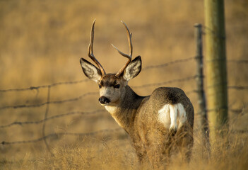 Big Horn Sheep during the Rut