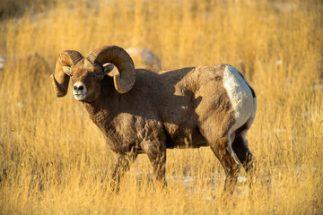 Big Horn Sheep during the Rut