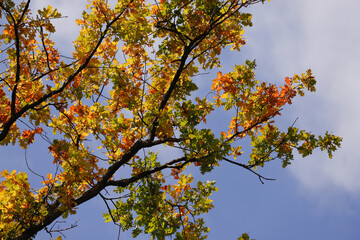 autumn colored leaves at a branch
