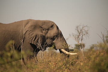 single african elephant in the bush