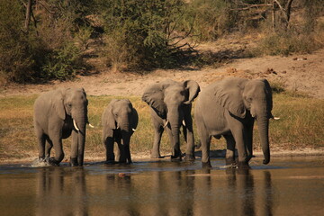 a group of elephants at a riverbank in Botswana